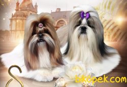 Shihtzu Secereli Anne Babadan Mini Yavrular 4