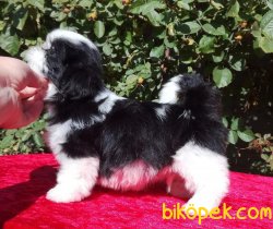 Shihtzu Secereli Anne Babadan Mini Yavrular 3