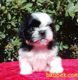 Shihtzu Secereli Anne Babadan Mini Yavrular 1