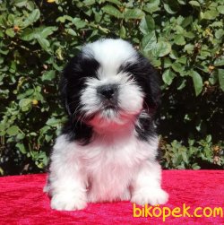 Shihtzu Secereli Anne Babadan Mini Yavrular 2