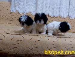 Shihtzu Yavrular 4