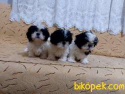 Shihtzu Yavrular 5