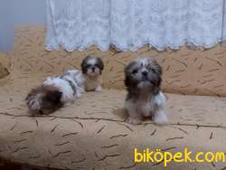 Shihtzu Yavrular 2