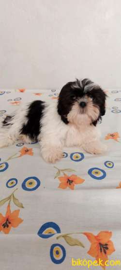 Shihtzu Yavrular