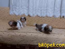 Shihtzu Yavrular 1