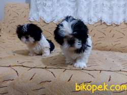 Shihtzu Yavrular 3