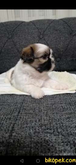 SHİTZU BEBEKLER 3