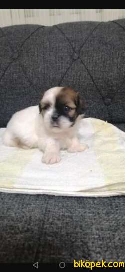 SHİTZU BEBEKLER 4