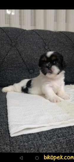 SHİTZU BEBEKLER 2