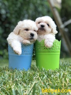Show Boys Toy Poodle 1
