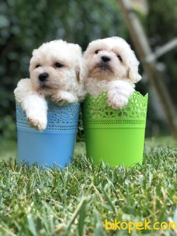 Show Boys Toy Poodle 3