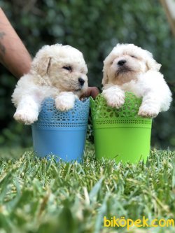Show Boys Toy Poodle 2