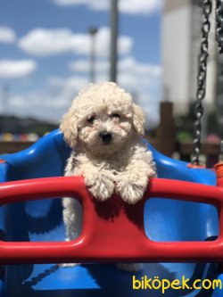 Show Boys Toy Poodle 3