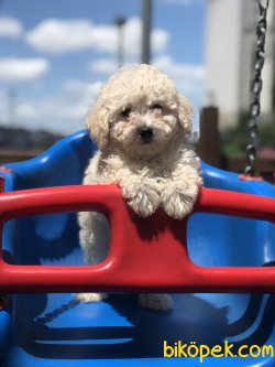 Show Boys Toy Poodle 2