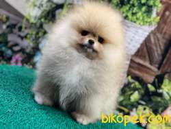SHOW CLASS A KALİTE SAFKAN TEDDY BEAR POMERANİAN BOO OĞLUMUZ 2