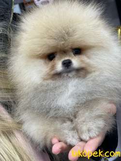 SHOW CLASS A KALİTE SAFKAN TEDDY BEAR POMERANİAN BOO OĞLUMUZ 1