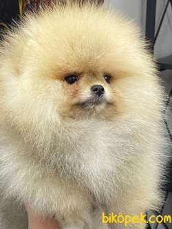 SHOW CLASS A KALİTE SAFKAN TEDDY BEAR POMERANİAN BOO OĞLUMUZ 3