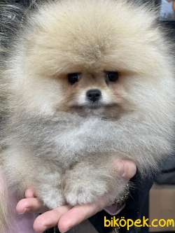 SHOW CLASS A KALİTE SAFKAN TEDDY BEAR POMERANİAN BOO OĞLUMUZ 4