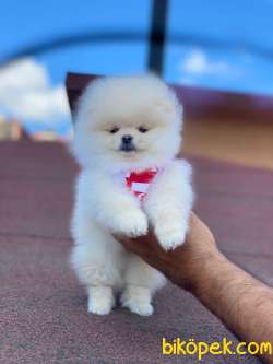Show Class Ayı Surat  Pomeranian  Boo ' Lar 3