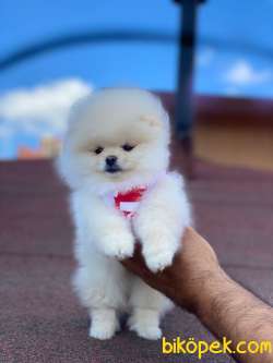 Show Class Ayı Surat  Pomeranian  Boo ' Lar 4