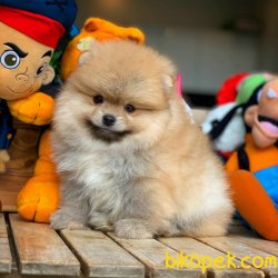 Show Class Birbirinden Güzel Pomeranian Boo Yavruları 2