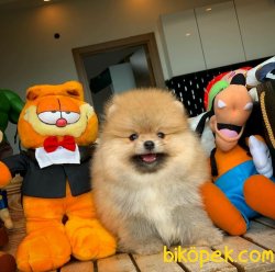 Show Class Birbirinden Güzel Pomeranian Boo Yavruları 1