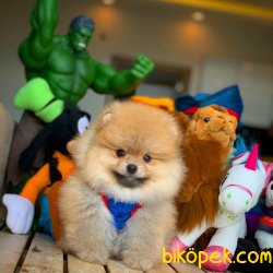 Show Class Birbirinden Güzel Pomeranian Boo Yavruları 3