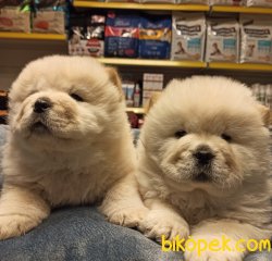 SHOW CLASS CHOW CHOW YAVRULARI 1