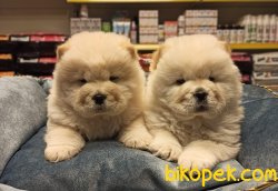 SHOW CLASS CHOW CHOW YAVRULARI 3