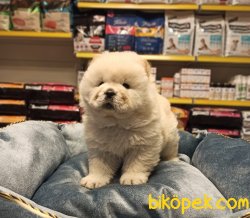 SHOW CLASS CHOW CHOW YAVRULARI 4