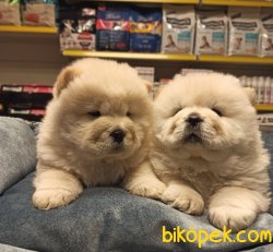 SHOW CLASS CHOW CHOW YAVRULARI 2