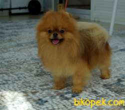 Show Class Dişi Pomeranianboo 2