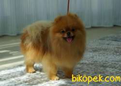 Show Class Dişi Pomeranianboo 1
