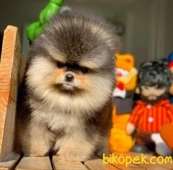 Show Class Ender Renkte Muhteşem Pomeranian Boo Yavruları 3