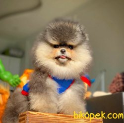 Show Class Ender Renkte Muhteşem Pomeranian Boo Yavruları 2