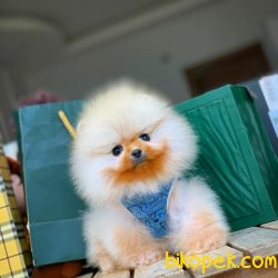 Show Class Ender Renkte Muhteşem Pomeranian Boo Yavruları 3