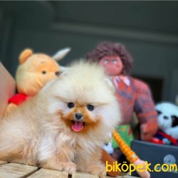 Show Class Ender Renkte Muhteşem Pomeranian Boo Yavruları 1