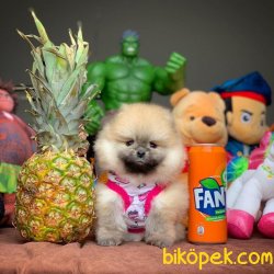 Show Class Ender Renkte Muhteşem Pomeranian Boo Yavruları 3