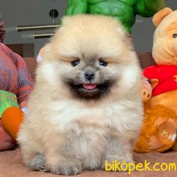 Show Class Ender Renkte Muhteşem Pomeranian Boo Yavruları 2