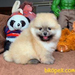 Show Class Ender Renkte Muhteşem Pomeranian Boo Yavruları 4