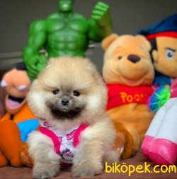 Show Class Ender Renkte Muhteşem Pomeranian Boo Yavruları 1