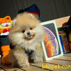 Show Class Ender Renkte Muhteşem Pomeranian Boo Yavruları 4