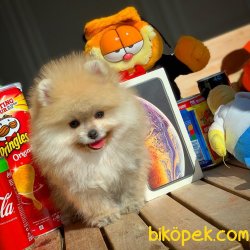Show Class Ender Renkte Muhteşem Pomeranian Boo Yavruları 3