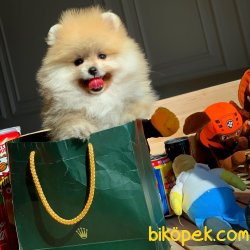 Show Class Ender Renkte Muhteşem Pomeranian Boo Yavruları 1