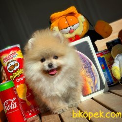 Show Class Ender Renkte Muhteşem Pomeranian Boo Yavruları 2