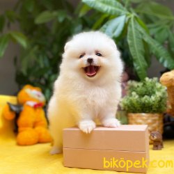 Show Class FCI SCR’li Safkan Pomeranian Boo Yavrularımız 5
