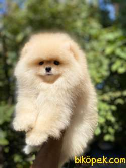 Show Class Pomeranian 2