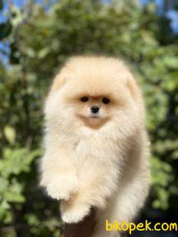 Show Class Pomeranian 3