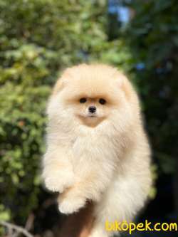 Show Class Pomeranian 1