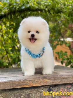 Show Class  Pomeranian Boo 2